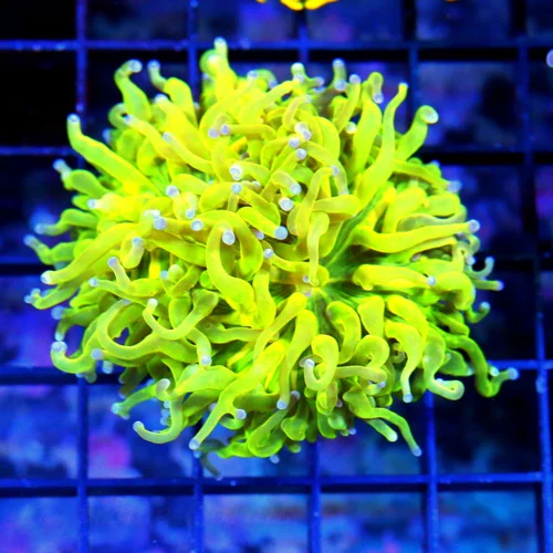 4X4 TORCH-COLLECTORS ITEM BANANA MORPH COLLECTORS ITEM TORCH-SCOTT'S HANDPICKED