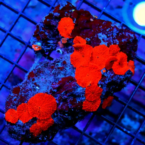 4.5X4- DISCOSOMA MUSHROOM-SCOTT;S HANDPICKED BOOK QUALITY COLLECT FIRE ENGINE RED ULTRA ULTRA MUSHRO