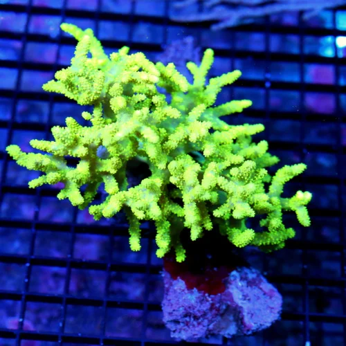 6X5.5  XL SINULARIA LEATHER - ULTRA COLORED LEMON LIME YELLOW SINULARIA LEATHER CORAL