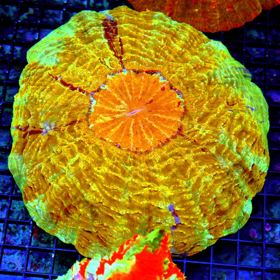 12X12 XL ACANTHOPHYLLIA-SCOTT HANDPICKED ULTRA COLORED ULTRA GRADE RAINBOW ACANTHOPHYLLIA SPECTACULA