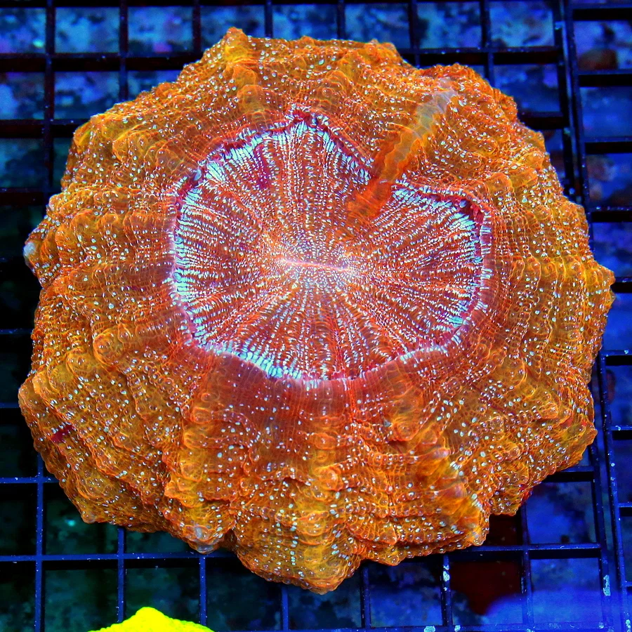 8X8 XL ACANTHOPHYLLIA-SCOTT HANDPICKED ULTRA COLORED ULTRA GRADE RAINBOW ACANTHOPHYLLIA SPECTACULAR