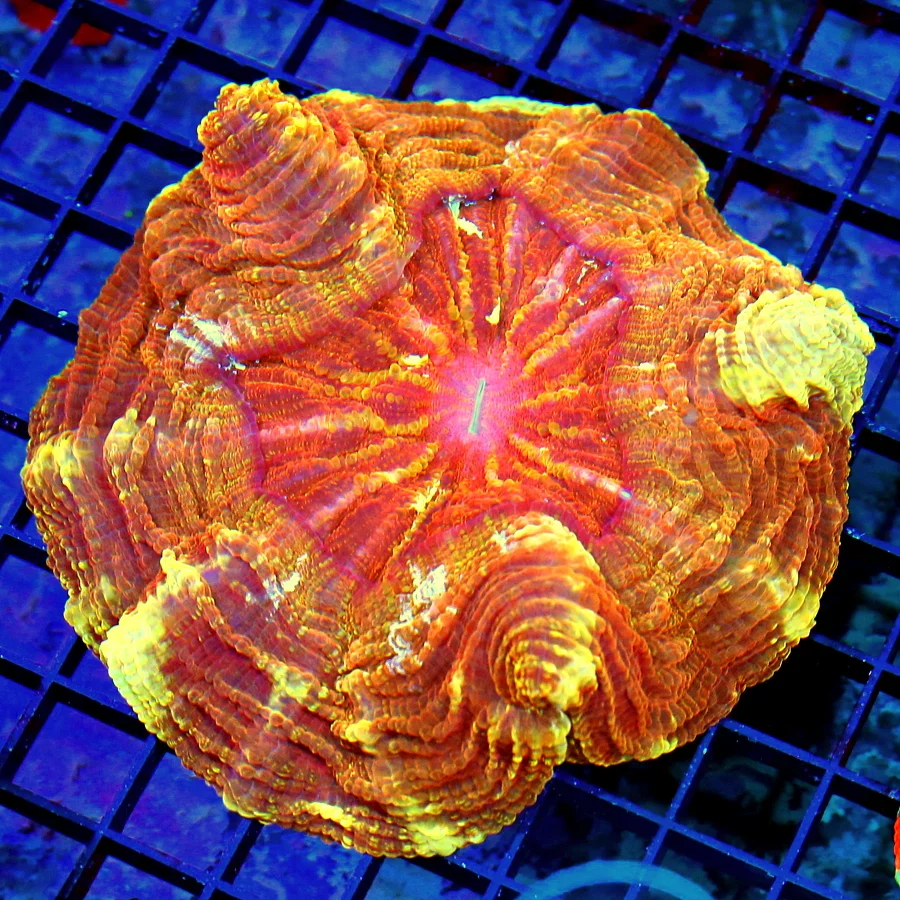 7X7 XL ACANTHOPHYLLIA-SCOTT HANDPICKED ULTRA COLORED ULTRA GRADE RAINBOW ACANTHOPHYLLIA SPECTACULAR