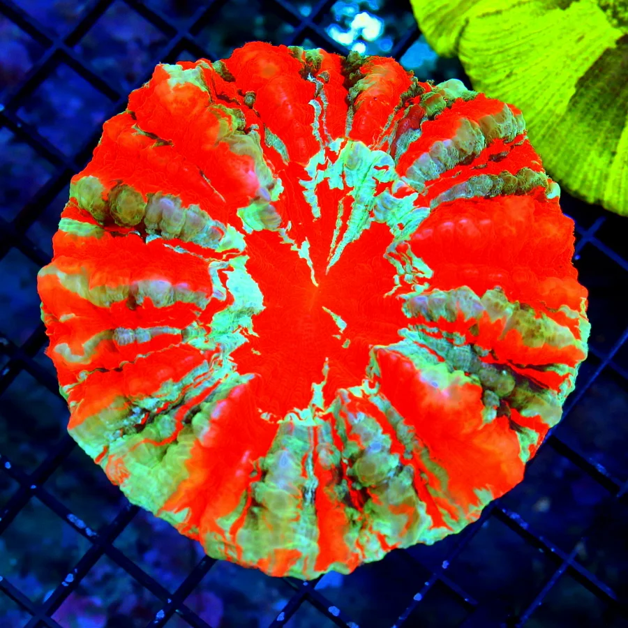 6X6 XL ACANTHOPHYLLIA-SCOTT HANDPICKED ULTRA COLORED ULTRA GRADE RAINBOW ACANTHOPHYLLIA SPECTACULAR