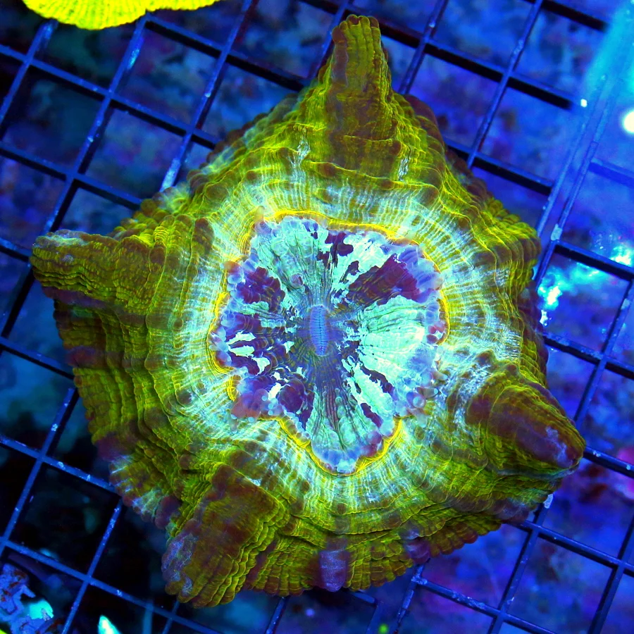 5.5x5.5 ACANTHOPHYLLIA CORAL - HANDPICKED SHOW PIECE MULTICOLORED ACANTHOPHYLLIA CORAL