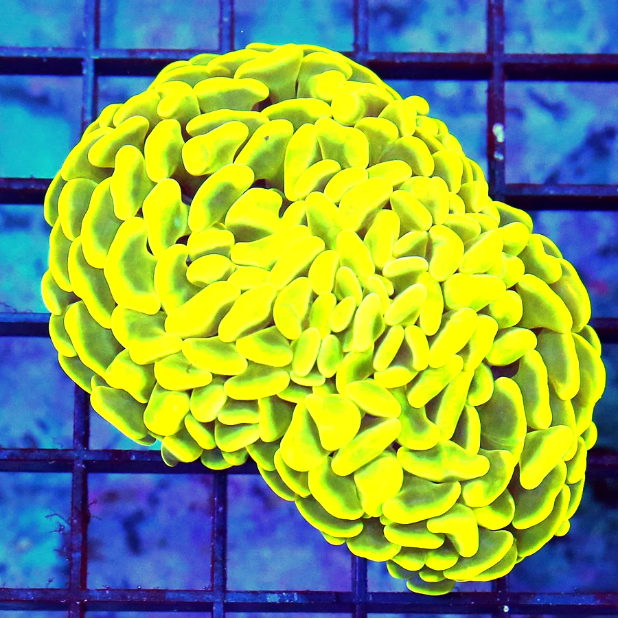 4X3 BRANCHING HAMMER-HIGHLIGHTER NEON YELLOW ULTRA COLORED AUSSIE BRANCHING HAMMER