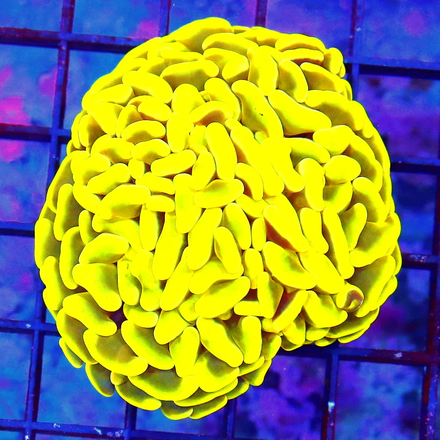 4X3 BRANCHING HAMMER-HIGHLIGHTER NEON YELLOW ULTRA COLORED AUSSIE BRANCHING HAMMER