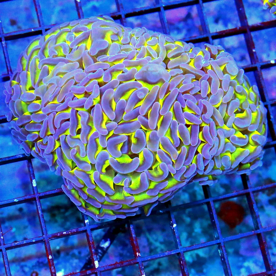 5.5X4 BRANCHING HAMMER SUPER SUPER PUTPLE TIPPED TOXIC GREEN ULTRA COLORED BRANCHING HAMMER