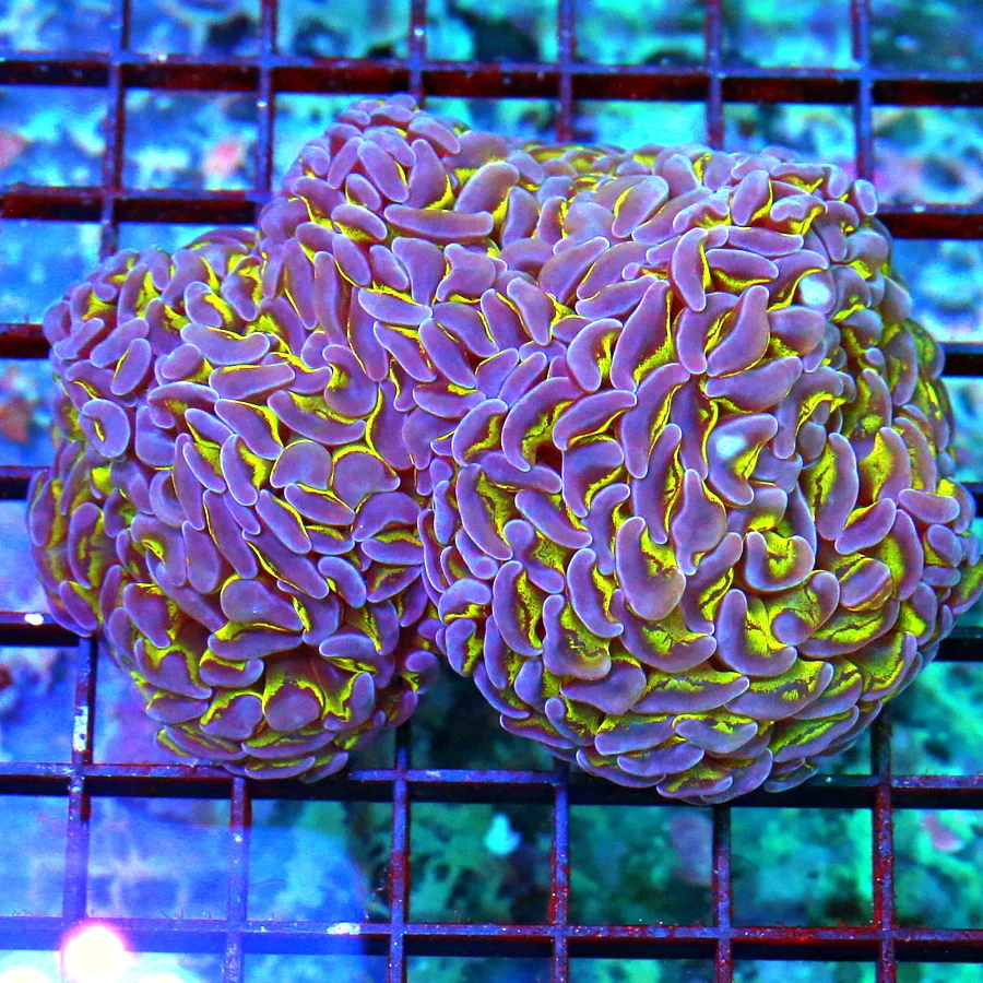 5X5 BRANCHING HAMMER SUPER SUPER PUTPLE TIPPED TOXIC GREEN ULTRA COLORED BRANCHING HAMMER