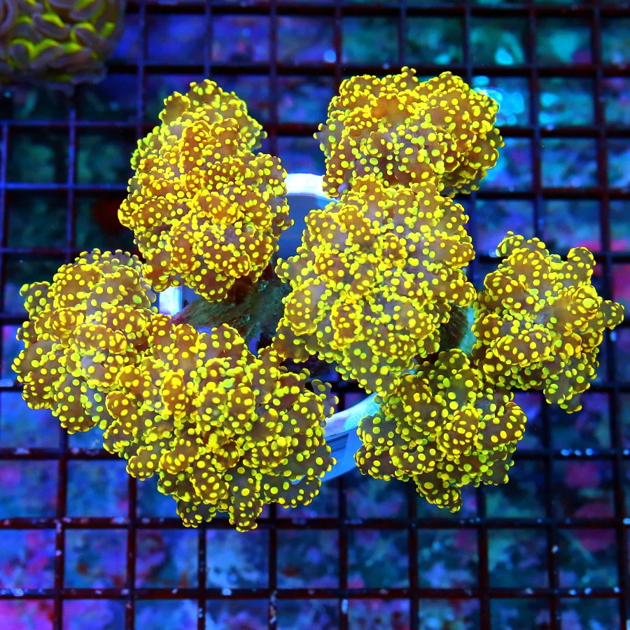 7X6 BRANCHING OCTOSPAWN FROGSPAWN-SCOTT'S HANDPICKED SUPER ULTRA ORANGE BRANCHING OCTO