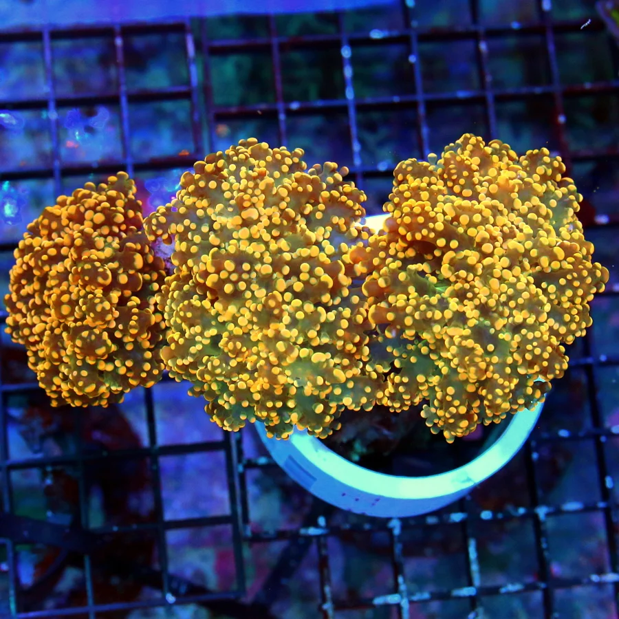 7X4 BRANCHING OCTOSPAWN FROGSPAWN-SCOTT'S HANDPICKED SUPER ULTRA ORANGE BRANCHING OCTO