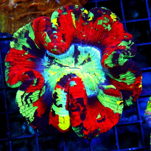 4.5X4.5 WELLSOPHYLLIA TRACHYPHYLLIA SCOTT'S HANDPICKED RAINBOW SUPER ULTRA COLLECTOR ITEM