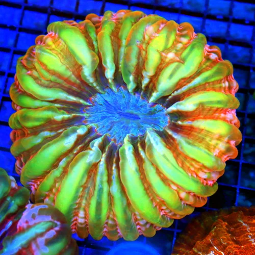 6X6 GIANT XXL MASTER INDOPHYLLIA CYNARINA-SCOTT'S HANDPICKED SUPER SUPER ULTRA COLORED SPECIMEN