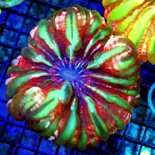 5.5X5.5 GIANT XXL MASTER INDOPHYLLIA CYNARINA-SCOTT'S HANDPICKED SUPER SUPER ULTRA COLORED SPECIMEN