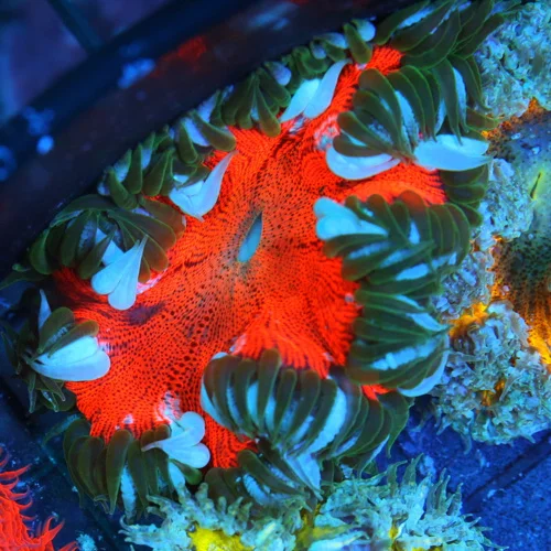 3 FLOWER ANEMONE - EXTREME CORALS ULTRA SCOTT'S HANDPICKED FLOWER ANEMONE