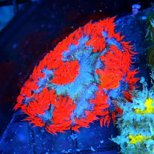 3 FLOWER ANEMONE - EXTREME CORALS ULTRA SCOTT'S HANDPICKED FLOWER ANEMONE