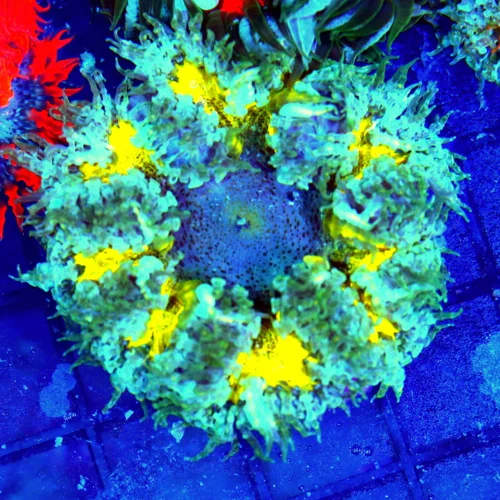 3 FLOWER ANEMONE - EXTREME CORALS ULTRA SCOTT'S HANDPICKED FLOWER ANEMONE