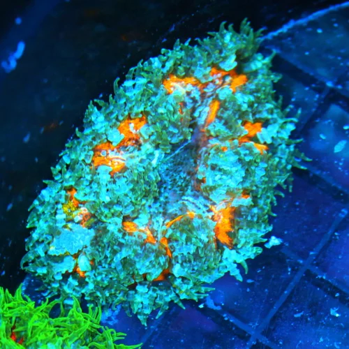 3 FLOWER ANEMONE - EXTREME CORALS ULTRA SCOTT'S HANDPICKED FLOWER ANEMONE