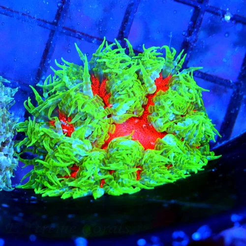 3 FLOWER ANEMONE - EXTREME CORALS ULTRA SCOTT'S HANDPICKED FLOWER ANEMONE