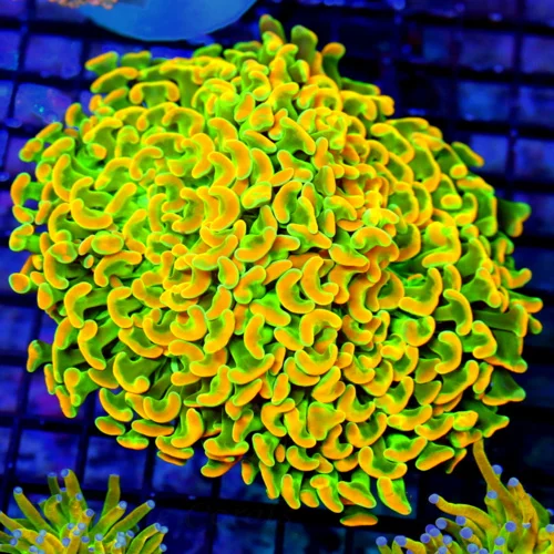 6X5.5 XXL HOME DEPOT HAMMER-MAKE YOU WANNA SLAP YOUR MOMMA IF SHE EVEN LOOKS AT THIS ONE!!