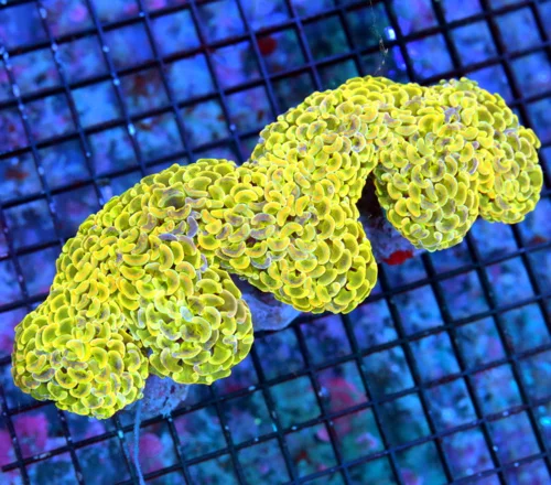 5.5x4 GIANT HAMMER-SUPER RARE COLOR-SCOTT'S HANDPICKED ULTRA GRADE XXL HAMMER-SPECTULAR