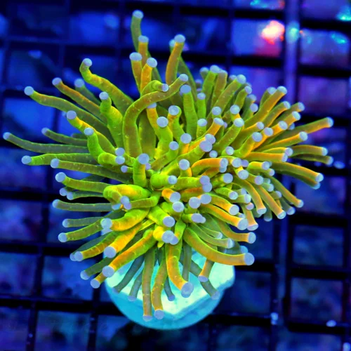 3.5X3.5 TORCH CORAL-HANDPICKED SUPER ULTRA HOLY GRAIL TORCH CORAL-COLOR IS VERY BRIGHT!!