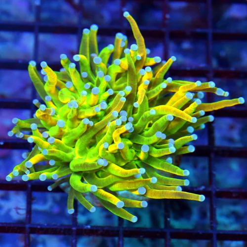 3X3 TORCH CORAL-HANDPICKED SUPER ULTRA HOLY GRAIL TORCH CORAL-COLOR IS VERY BRIGHT!!