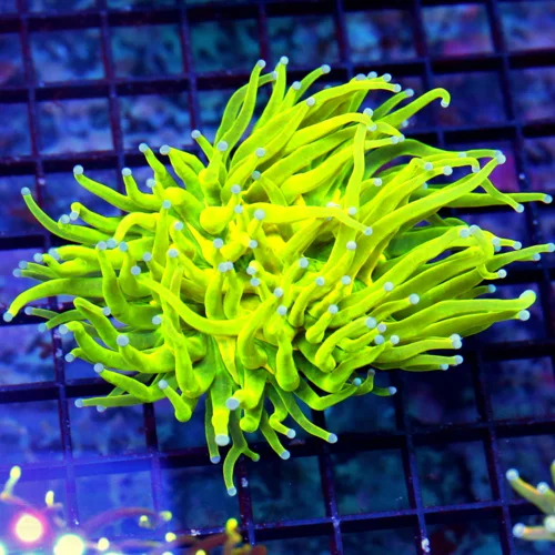 4.5X4 TORCH CORAL-HANDPICKED SUPER ULTRA HOLY GRAIL TORCH CORAL-COLOR IS VERY BRIGHT!!