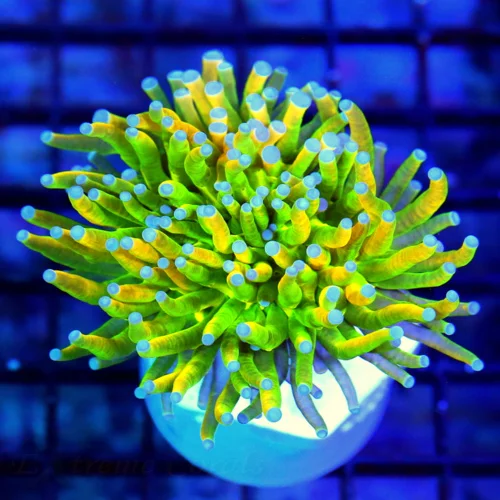 3.5X3.5 TORCH CORAL-HANDPICKED SUPER ULTRA HOLY GRAIL TORCH CORAL-COLOR IS VERY BRIGHT!!