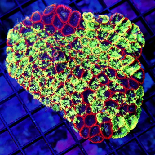 4.5X4 FAVIA-ULTRA COLORED ULTRA GRADE BLUE ALIEN EYED FAVIA-AWESOME!