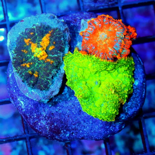 3 RHODACTIS MUSHROOM-BEAUTIFUL 3 POLYPED COMBO RHODATIS MUSHROOM ROCK