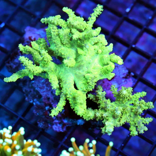 6X4 SINULARIA LEATHER-VERY VERY NICE NEON LEMONLIME GREENULTRA COLORED SINULARIA SPAGHETTI