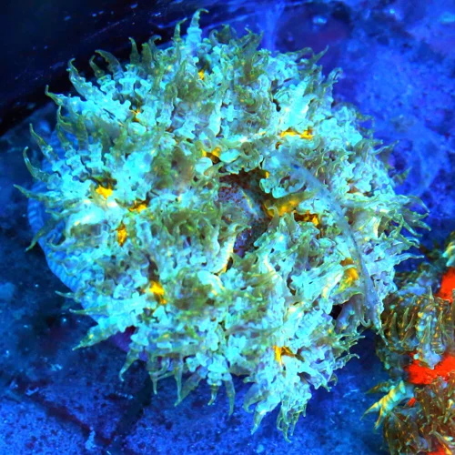 3 FLOWER ANEMONE - EXTREME CORALS ULTRA SCOTT'S HANDPICKED FLOWER ANEMONE