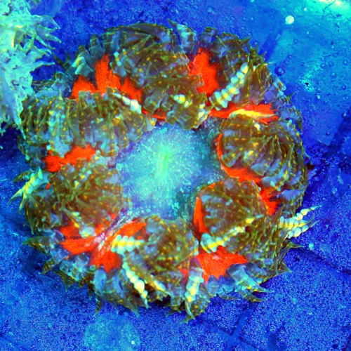 3 FLOWER ANEMONE - EXTREME CORALS ULTRA SCOTT'S HANDPICKED FLOWER ANEMONE