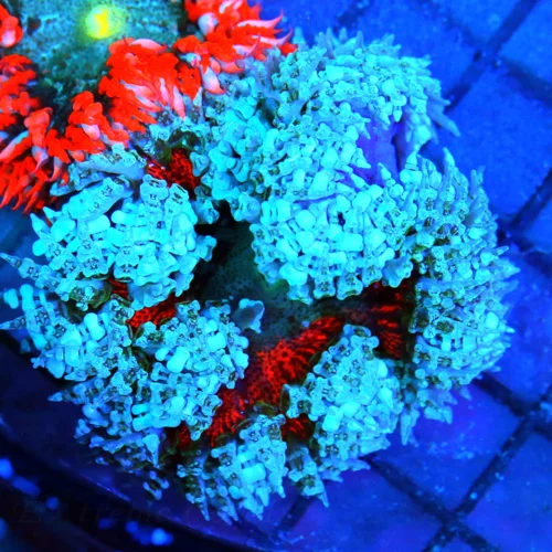 3 FLOWER ANEMONE - EXTREME CORALS ULTRA SCOTT'S HANDPICKED FLOWER ANEMONE