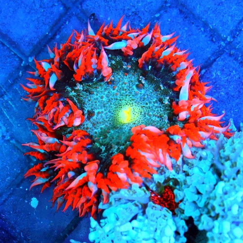 3 FLOWER ANEMONE - EXTREME CORALS ULTRA SCOTT'S HANDPICKED FLOWER ANEMONE