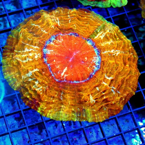 8X8 XL ACANTHOPHYLLIA-SCOTT HANDPICKED ULTRA COLORED ULTRA GRADE RAINBOW ACANTHOPHYLLIA SPECTACULAR