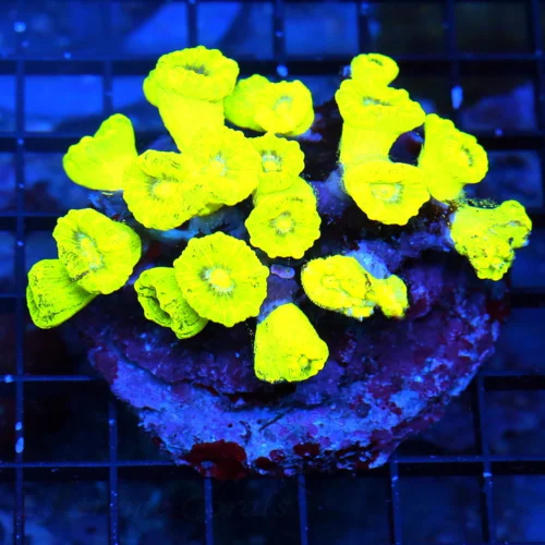 4.5X4 CANDY CANE-GLOW IN THE DARK HIGHLIGHTER NEON YELLOW PERFECT KRYTONITE CANDY CANE