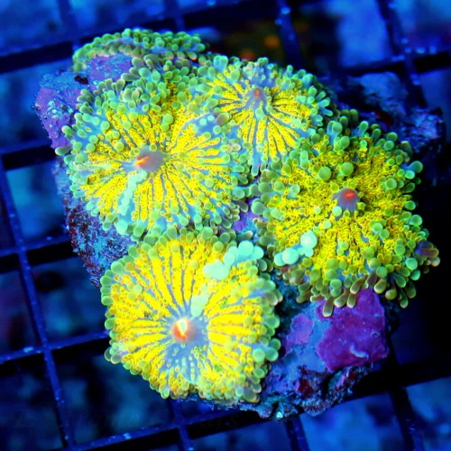 4X3.5 RICORDIA YUMA-COLLECTORS ITEM SOLOMON ISLAND VERY VEYR RARE RICORDIA YUMA SHOWPIECE