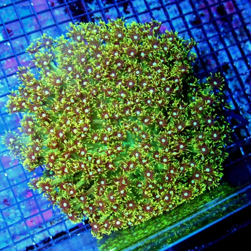 GONIOPORA CORAL-SUPER LONG TENTACLED LEMON LIME GREEN BLUE JEWELED EYED GONIOPORA CORAL