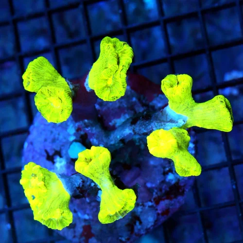 CANDY CANE-GLOW IN THE DARK HIGHLIGHTER NEON YELLOW PERFECT KRYTONITE CANDY CANE