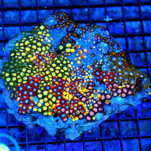 5.X5 ZOANTHID-OUTRAGEOUS MULTICOLORED SHOWPIECE ZOANTHID-THIS IS EPIC!!