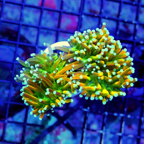 4.5X4 XL TORCH-SUPER SUPER HOLY GUACAMOLE COLLECTORS ITEM TORCH CORAL