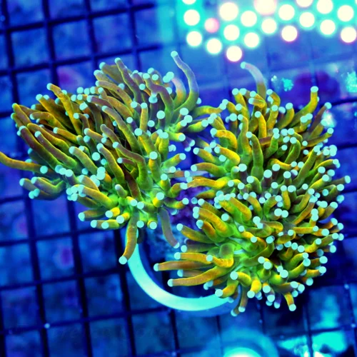 5X4 XL TORCH-SUPER SUPER HOLY GUACAMOLE COLLECTORS ITEM TORCH CORAL