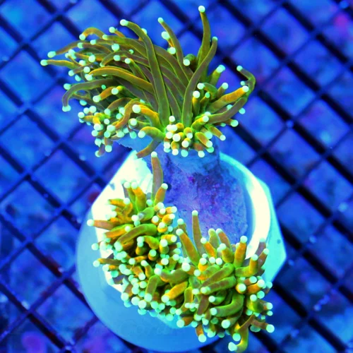 4.5X4 XL TORCH-SUPER SUPER HOLY GUACAMOLE COLLECTORS ITEM TORCH CORAL