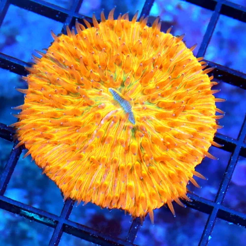 2.5 PLATE CORAL-INCREDIBLE ULTRA ORANGE FLAME TIPPED ULTRA COLORED INDO PLATE CORAL