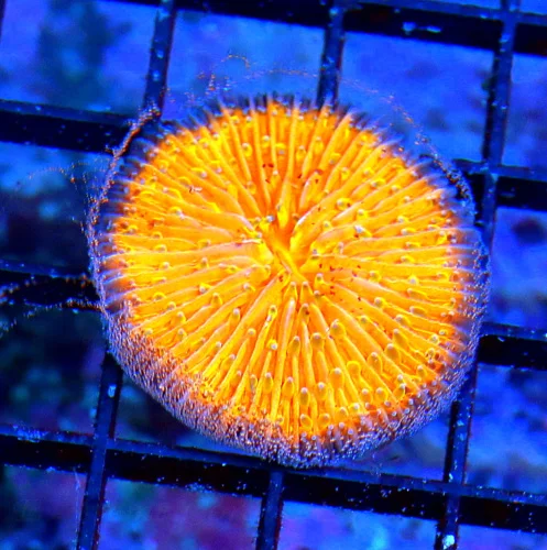 1.5 PLATE CORAL-SUPER ORANGE PURPLE RIMMED ULTRA COLORED INDO PLATE CORAL