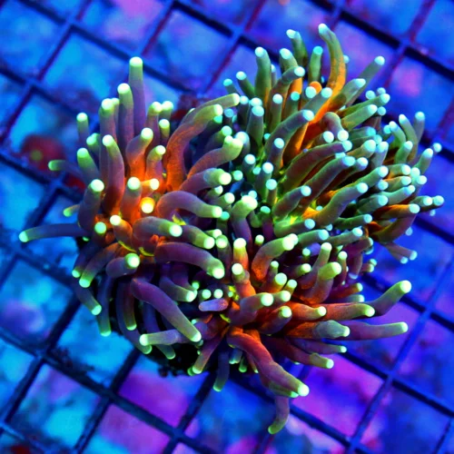 3.5X3.5 SCOTT'S HANDPICKED "TIGER-BANANA TORCH" ULTRA COLLECTORS ITEM TORCH ABSOLUTELY PERFECT