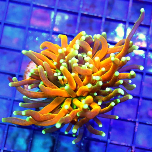 3X3 SCOTT'S HANDPICKED "TIGER TORCH" COLLECTORS ITEM GREAT SIZE SHAPE COLOR AND DEFINATELY PRICE!!!