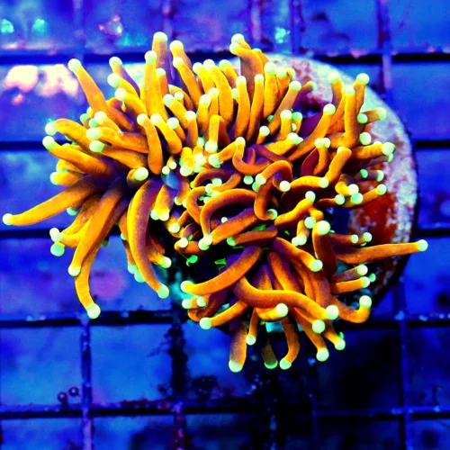 3X3 SCOTT'S HANDPICKED "TIGER TORCH" COLLECTORS ITEM GREAT SIZE SHAPE COLOR AND DEFINATELY PRICE!!!