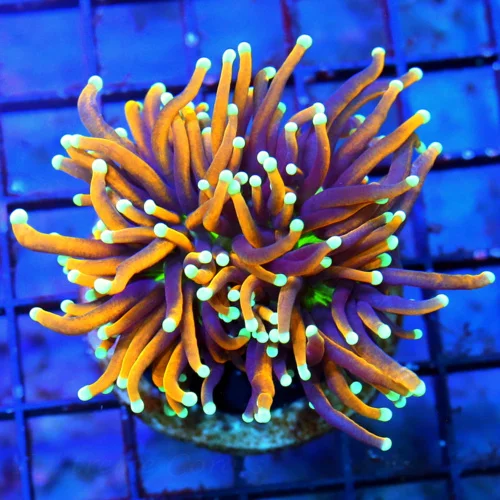 3X3 SCOTT'S HANDPICKED "TIGER TORCH" COLLECTORS ITEM GREAT SIZE SHAPE COLOR AND DEFINATELY PRICE!!!